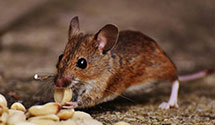 24 Hour & Emergency Exterminators in Saint Vrain, NM